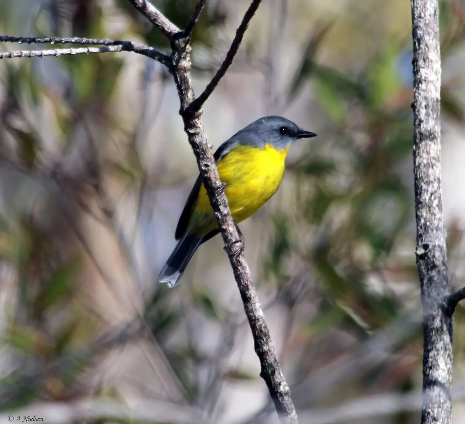 Cooloola Nature