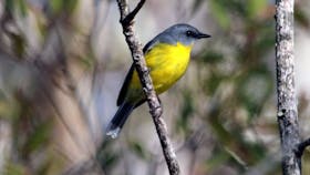 Cooloola Nature