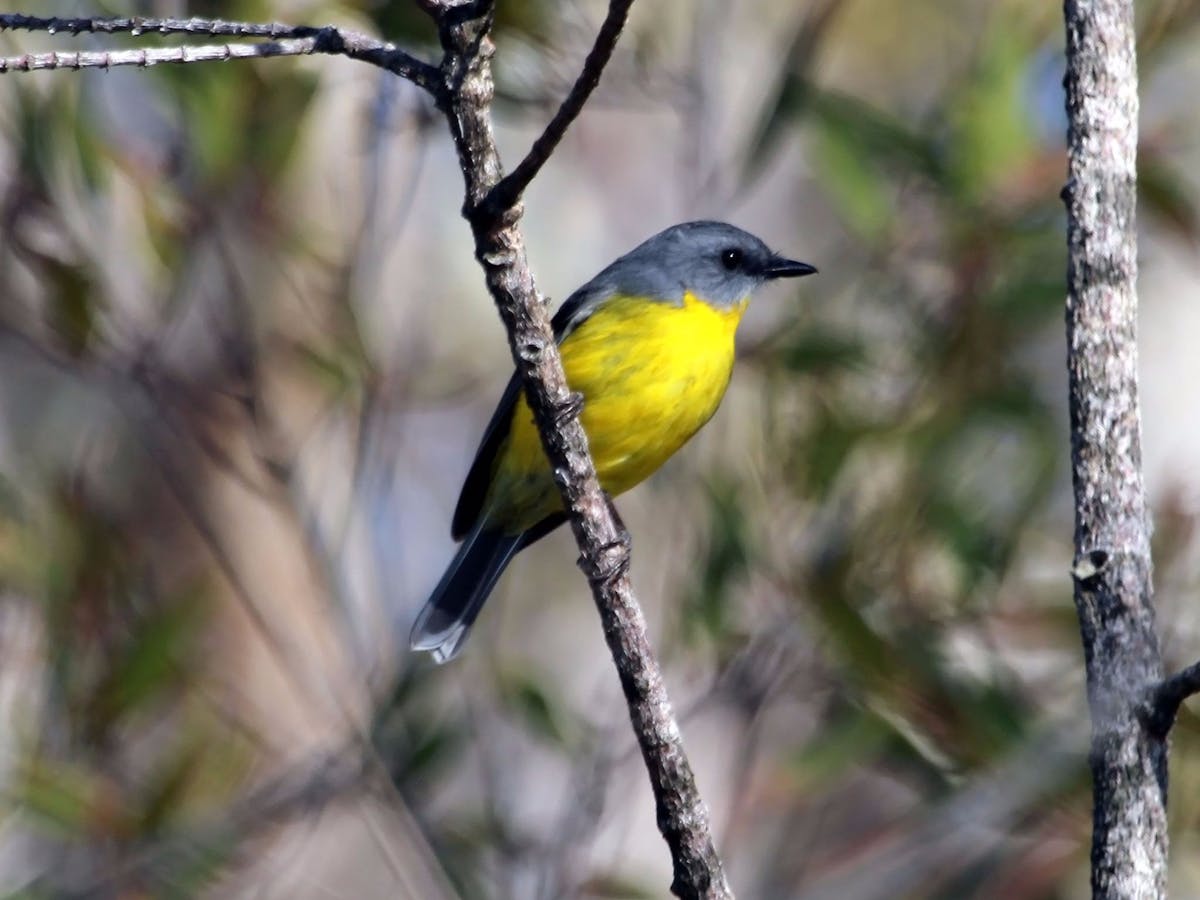 Cooloola Nature Cooloola Nature