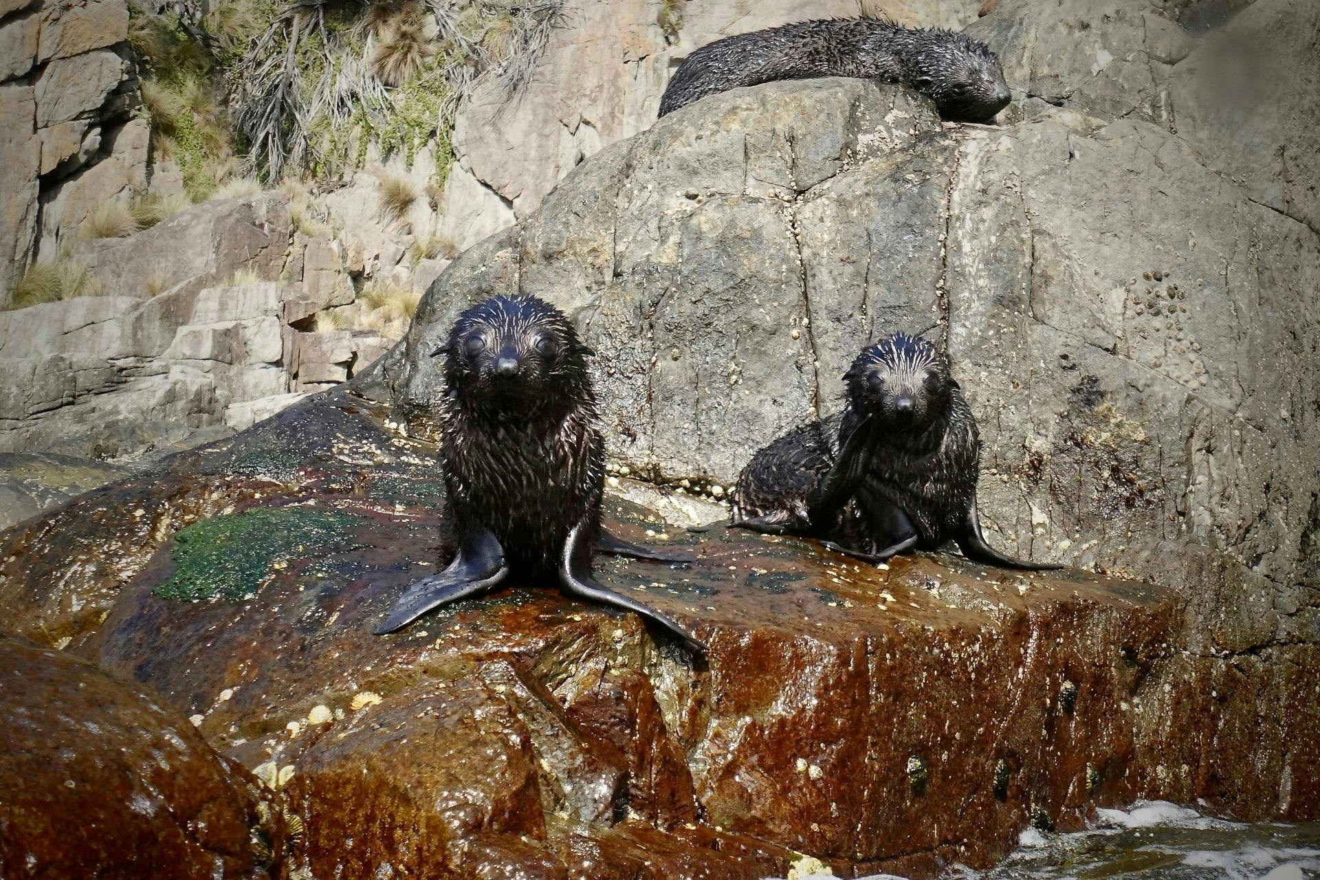 Seal pups in Tasmania