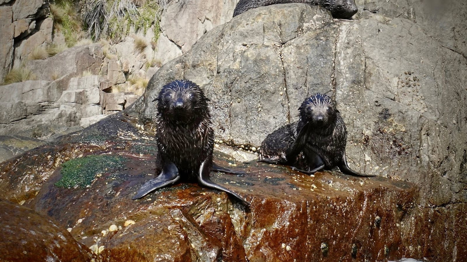 Seal pups in Tasmania