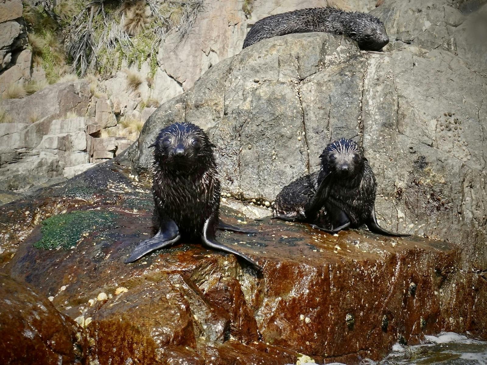 Seal pups in Tasmania