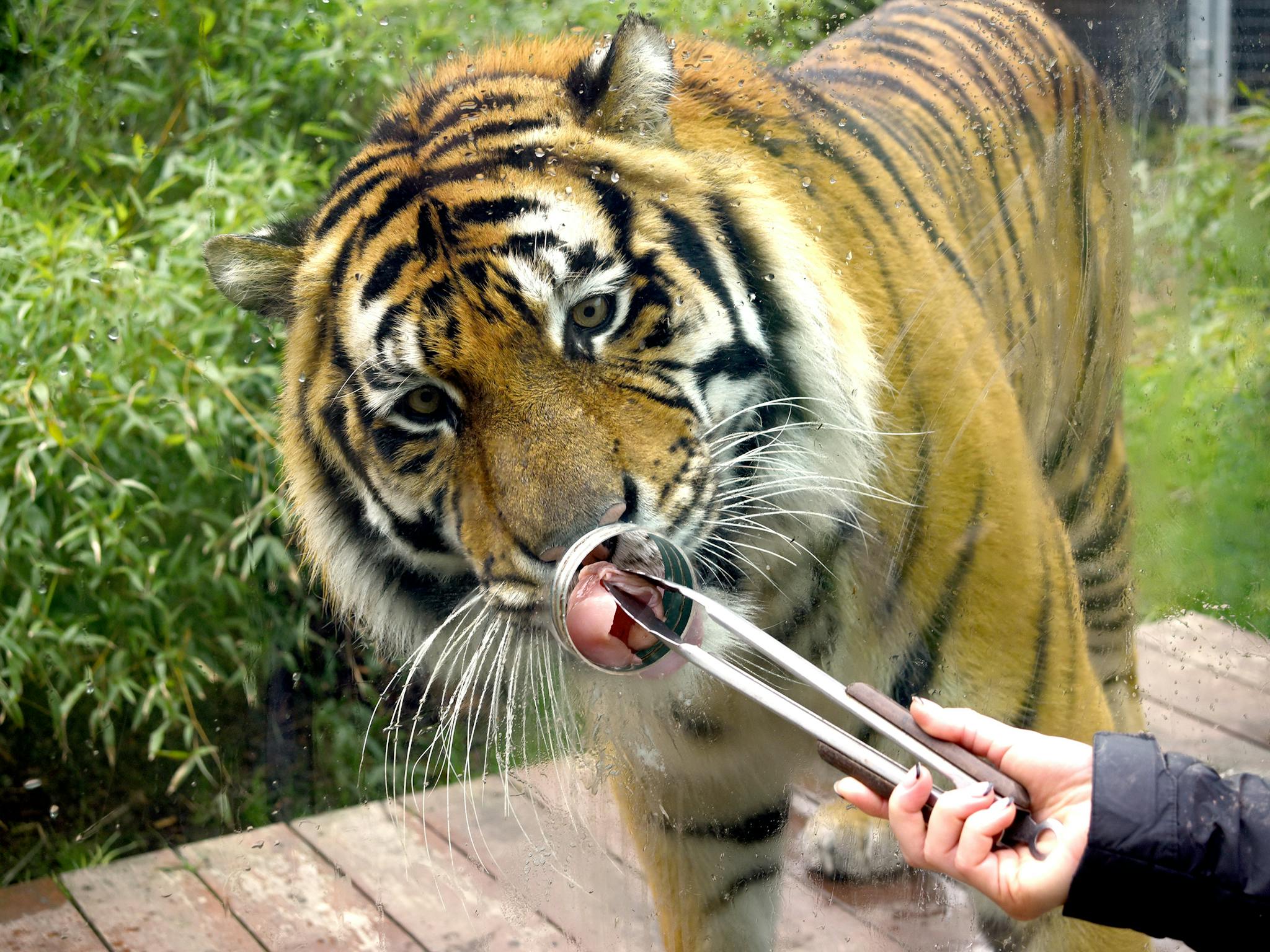 Hand feeding a tiger