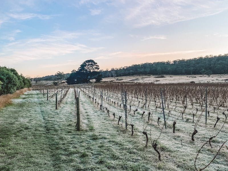 A frosty morning in the vineyard.