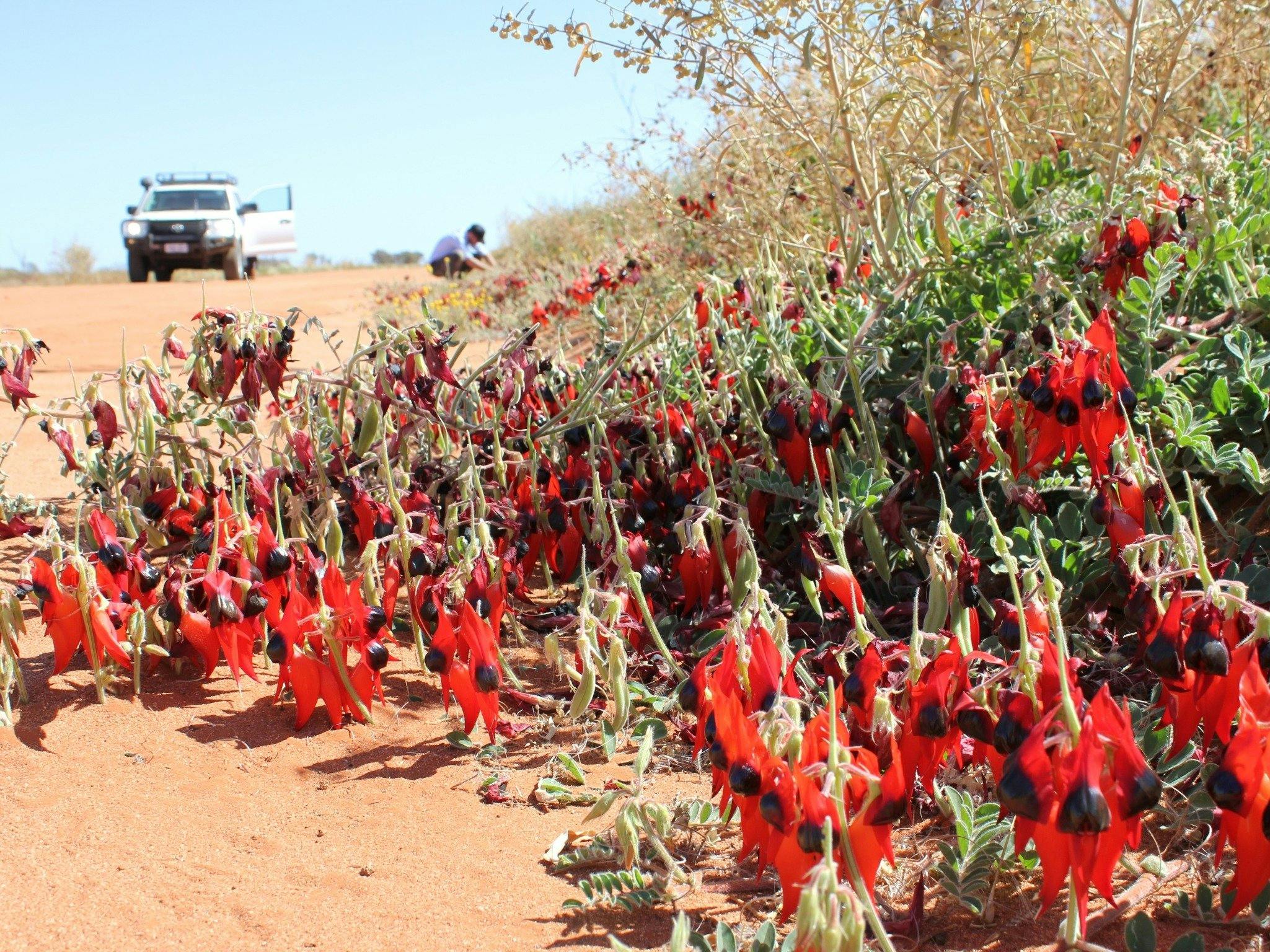 Vibrant Sturt Pea in Mamungari Conservation Park