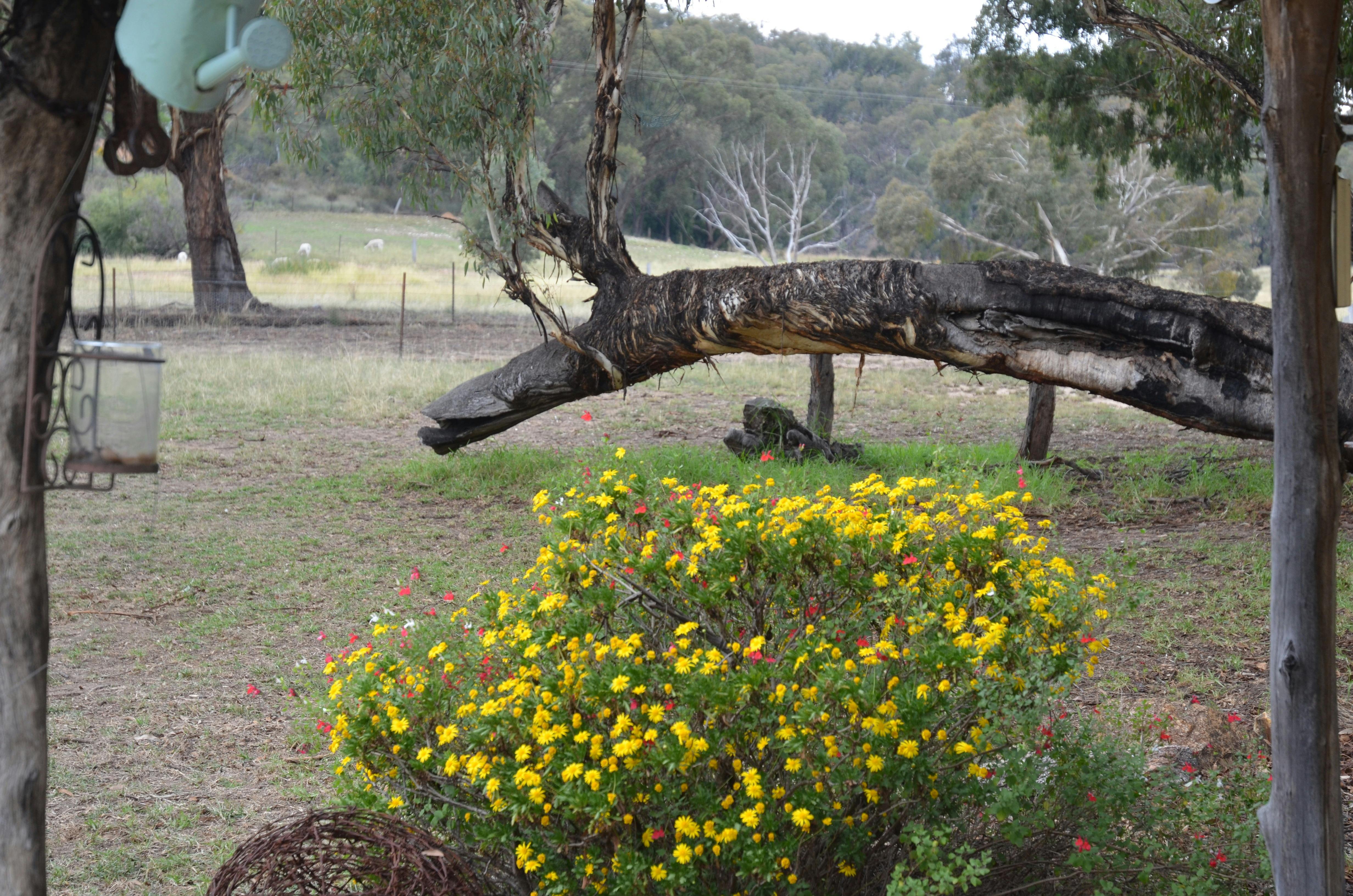 大きな黄色い箱の木に囲まれています