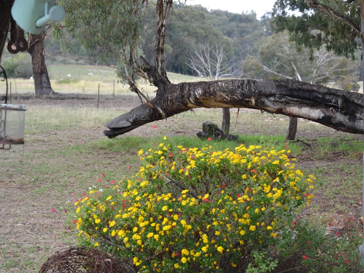 Surrounded by big Yellow Box Trees