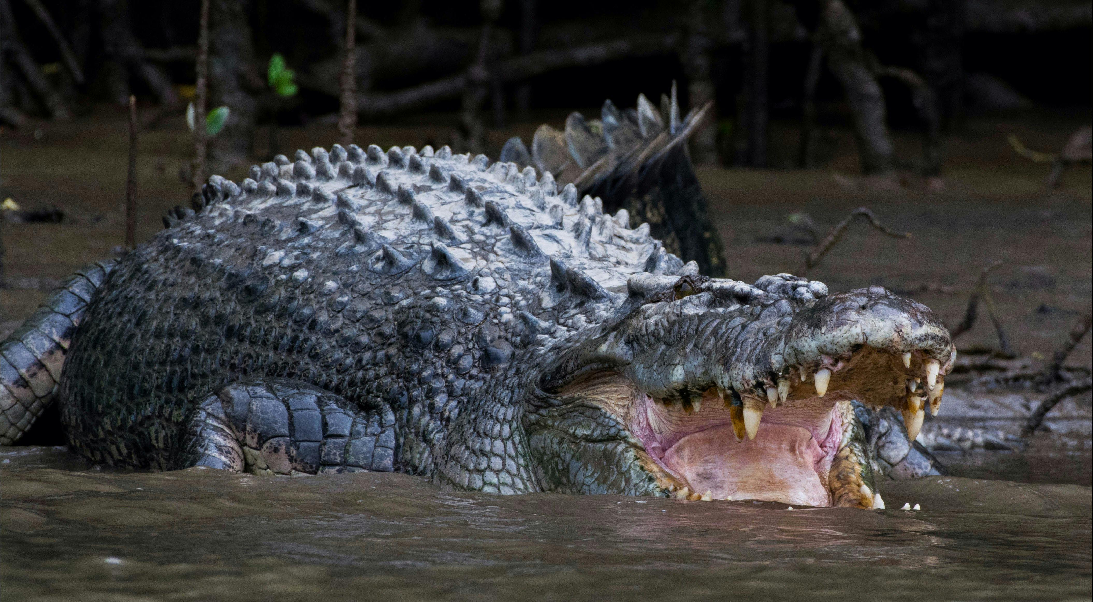 Saltwater Crocodile