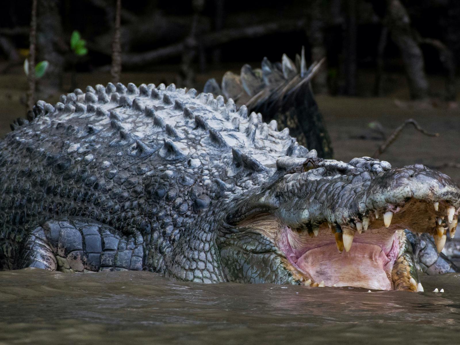 Saltwater Crocodile