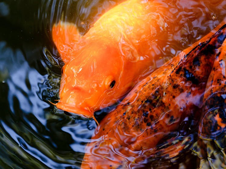 Koi at the Chinese Garden