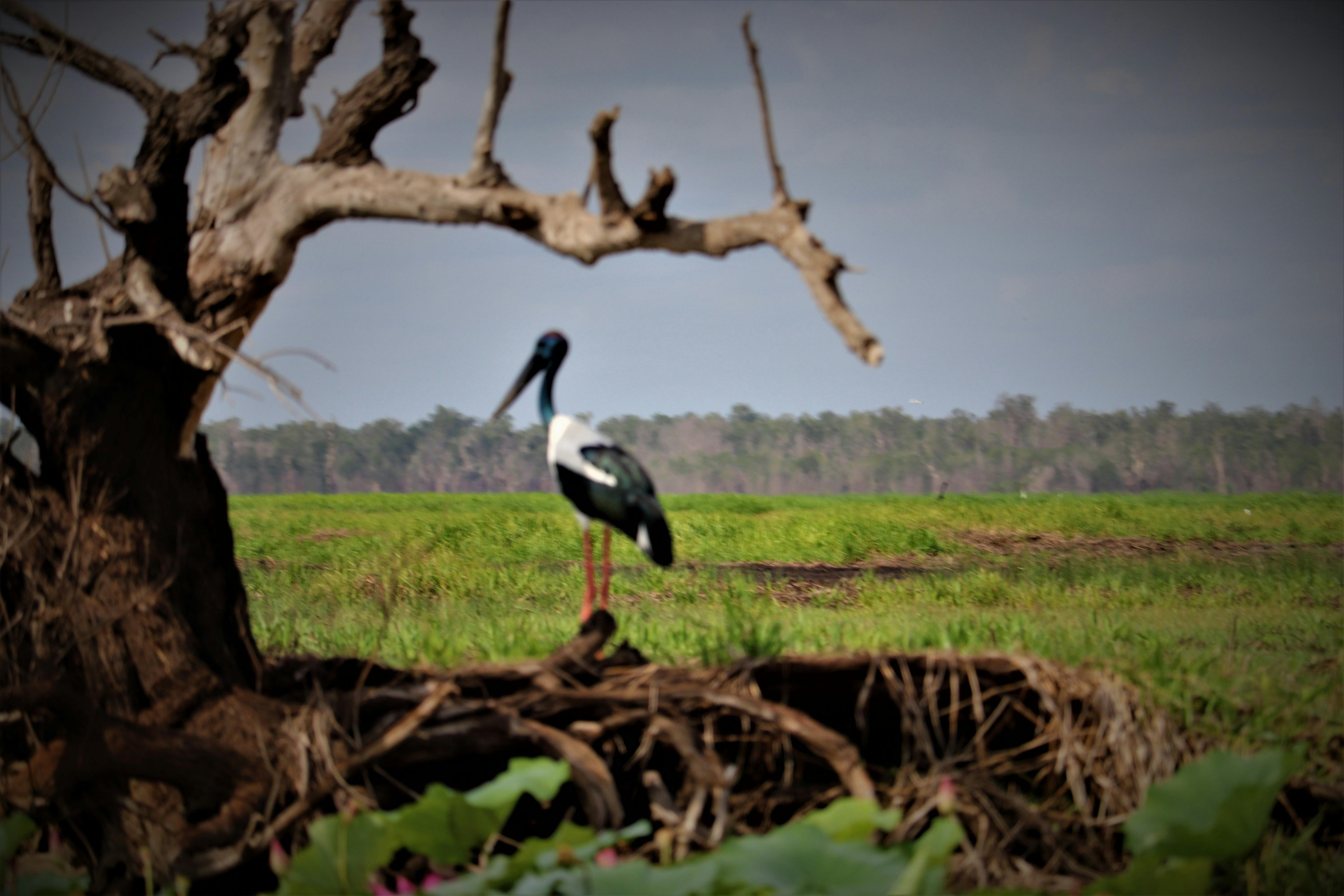 Jabiru