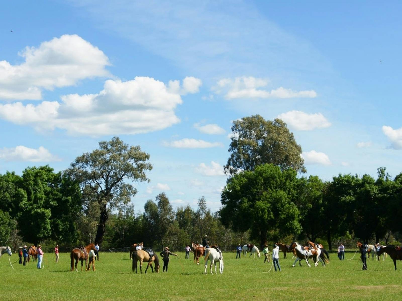 Lots of horses and riders, green grass, trees, blue sky, clouds, sunny day.