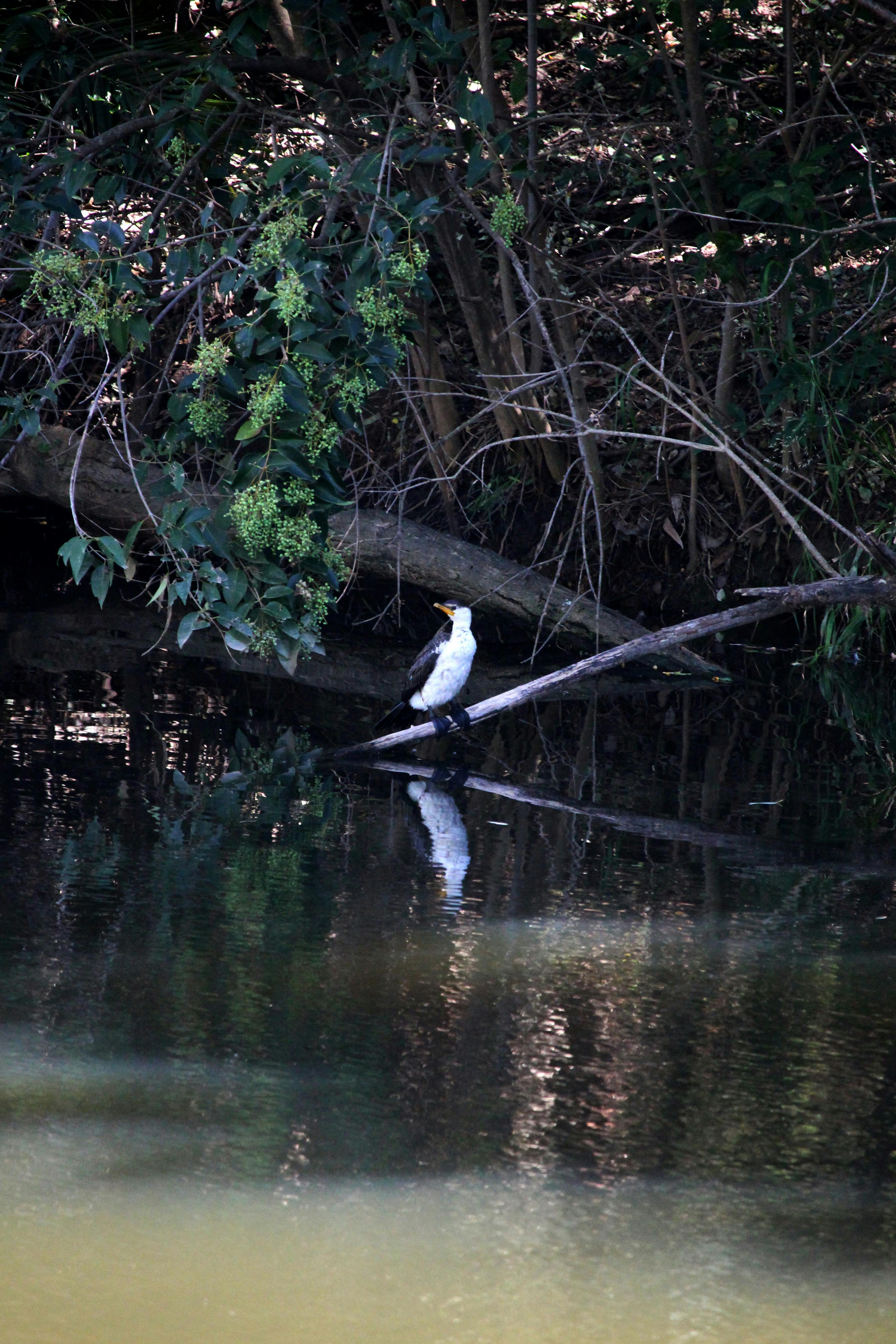 Heron resting by the water