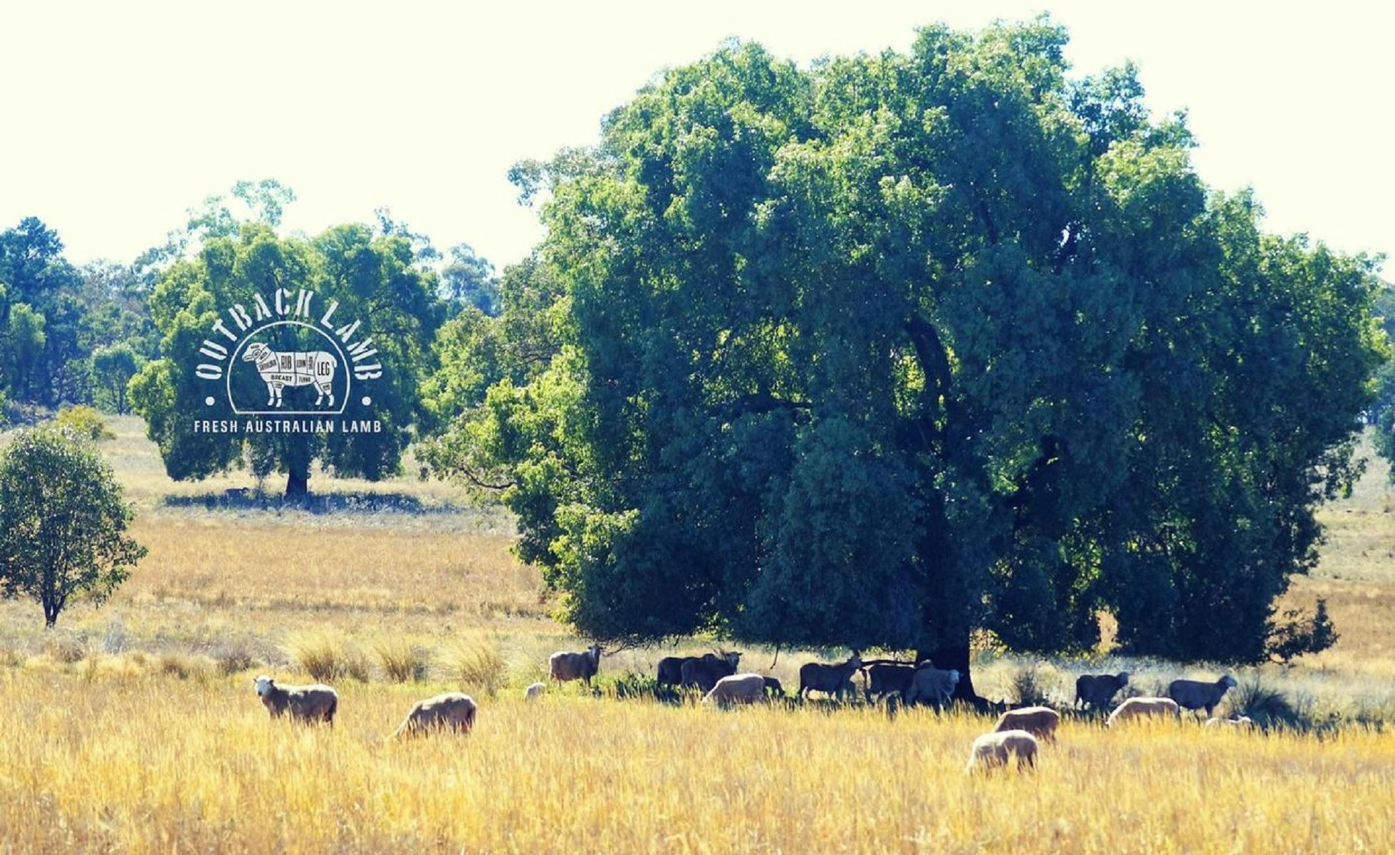 Outback Lamb