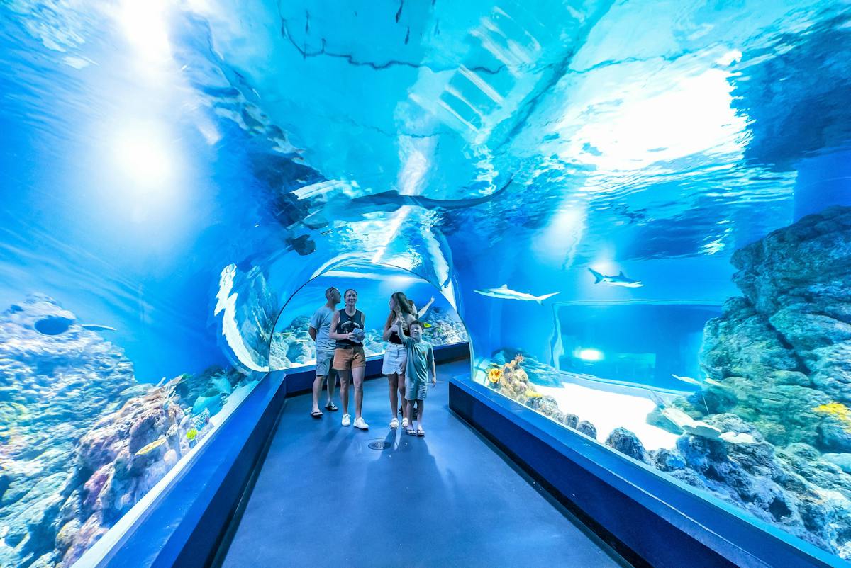 Guests in viewing tunnel