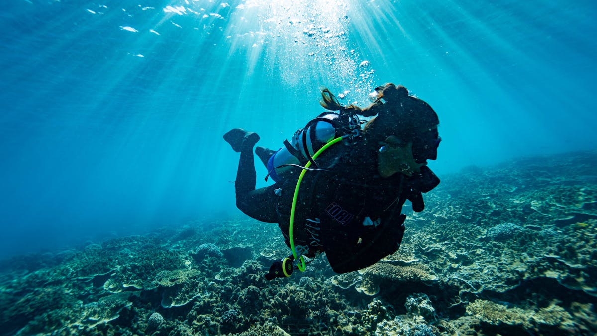 diver plus rays