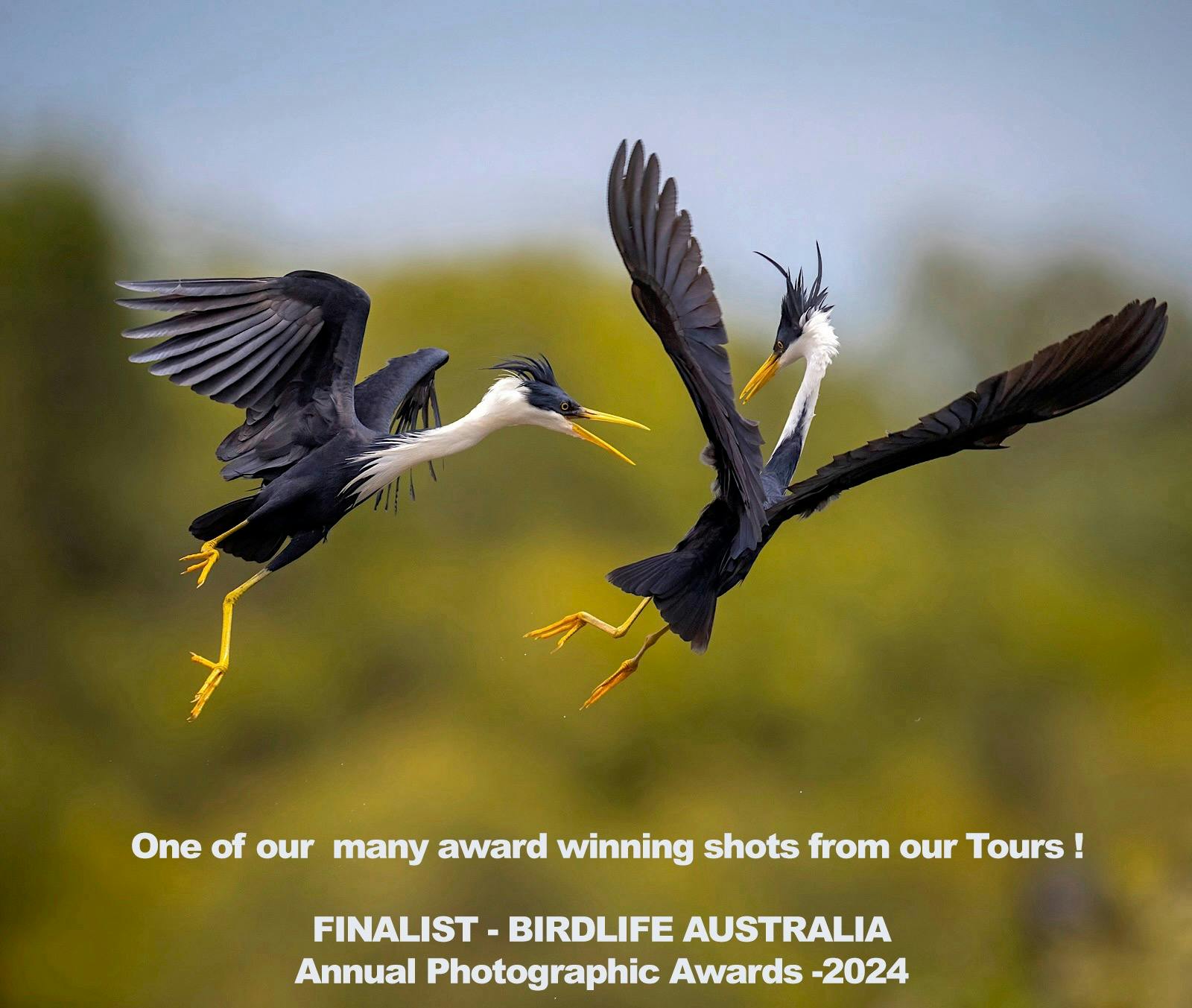 Pied Herons (Egretta picata) fighting over fish at Fogg Dam, Northern Territory