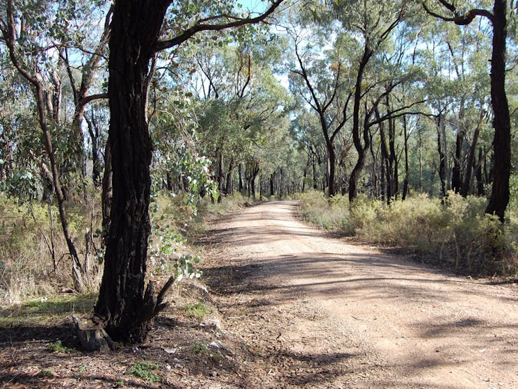 Box ironbark forest outside Chiltern