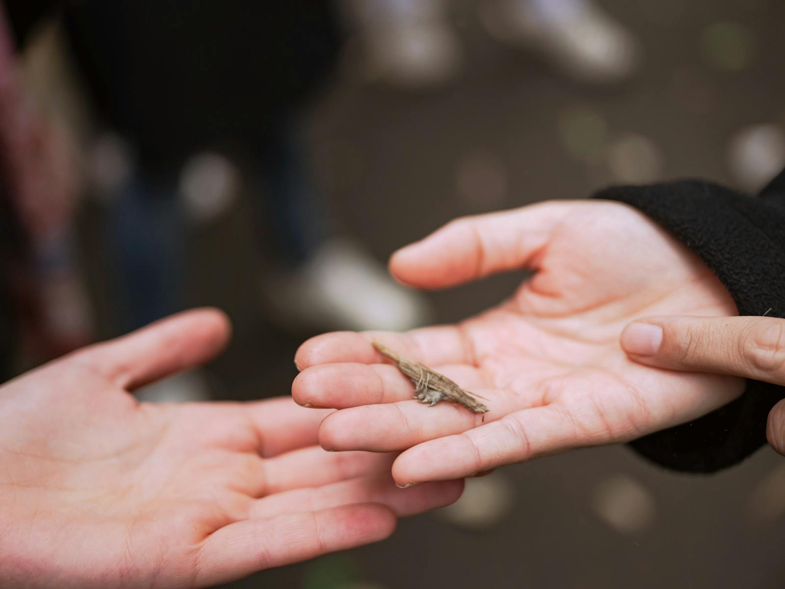 Aboriginal Cultural Tours