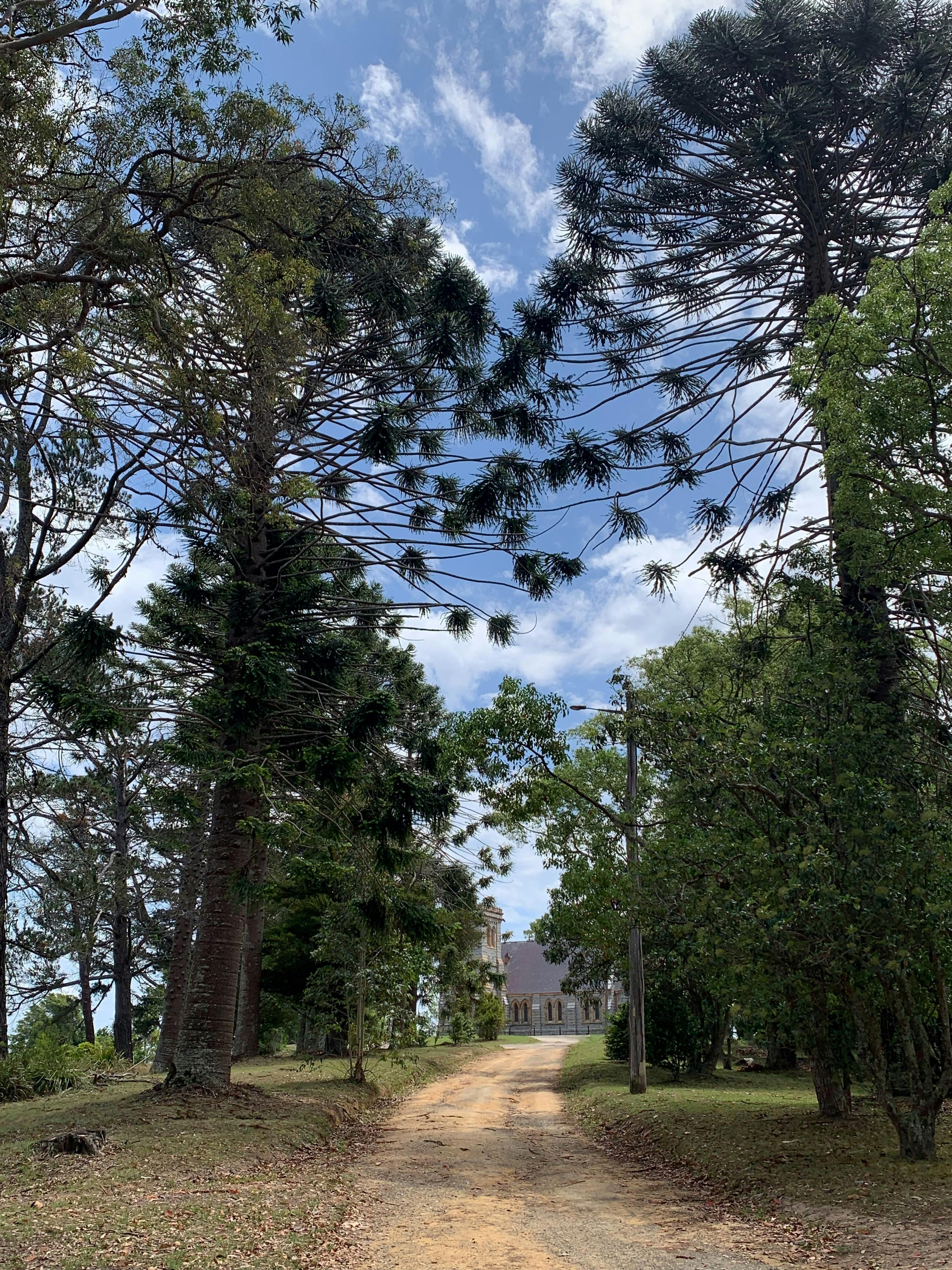 大きな在来樹木