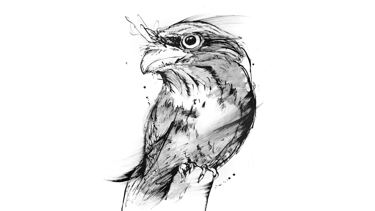 Black and white illustration of a Tawny Frogmouth Owl