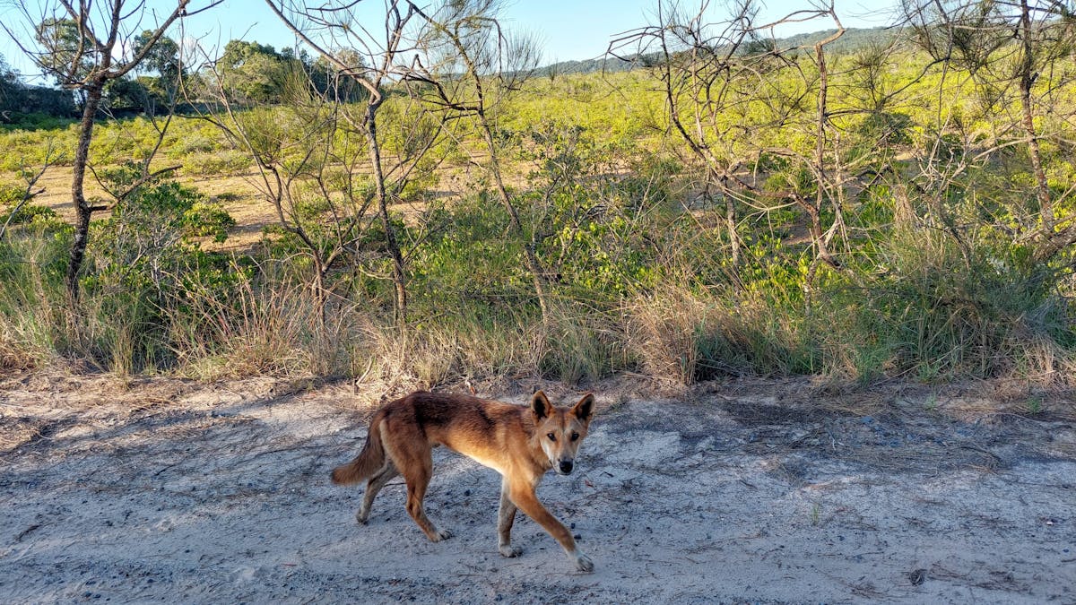Dingo on track