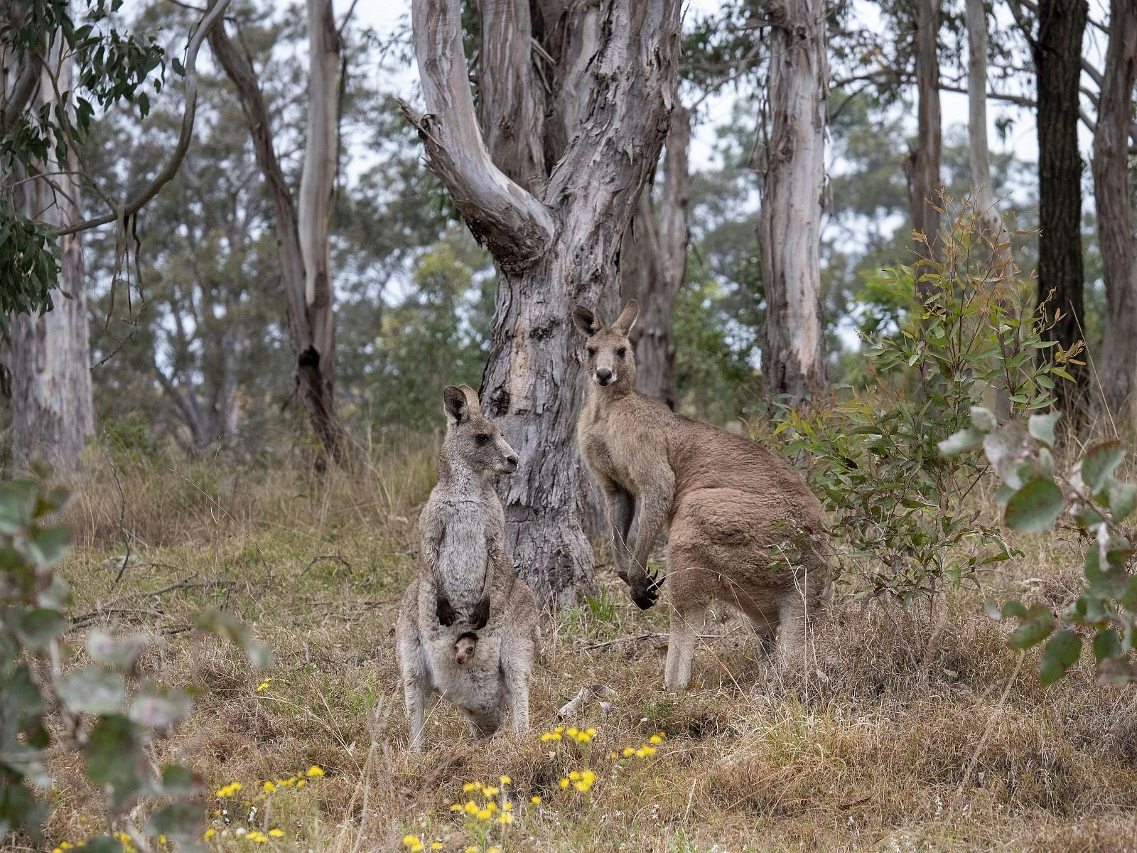 Dungog Common Eastern Grey Kangaroos with joey