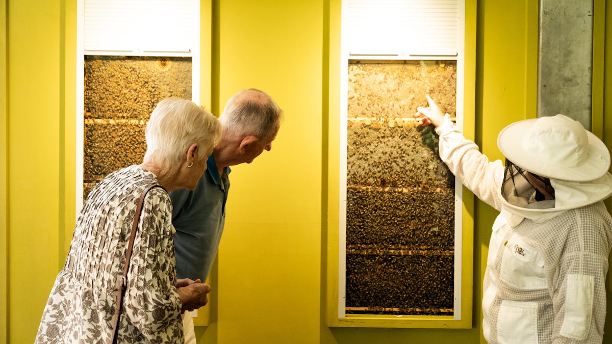 Beekeeper showing guests one of the wall hives