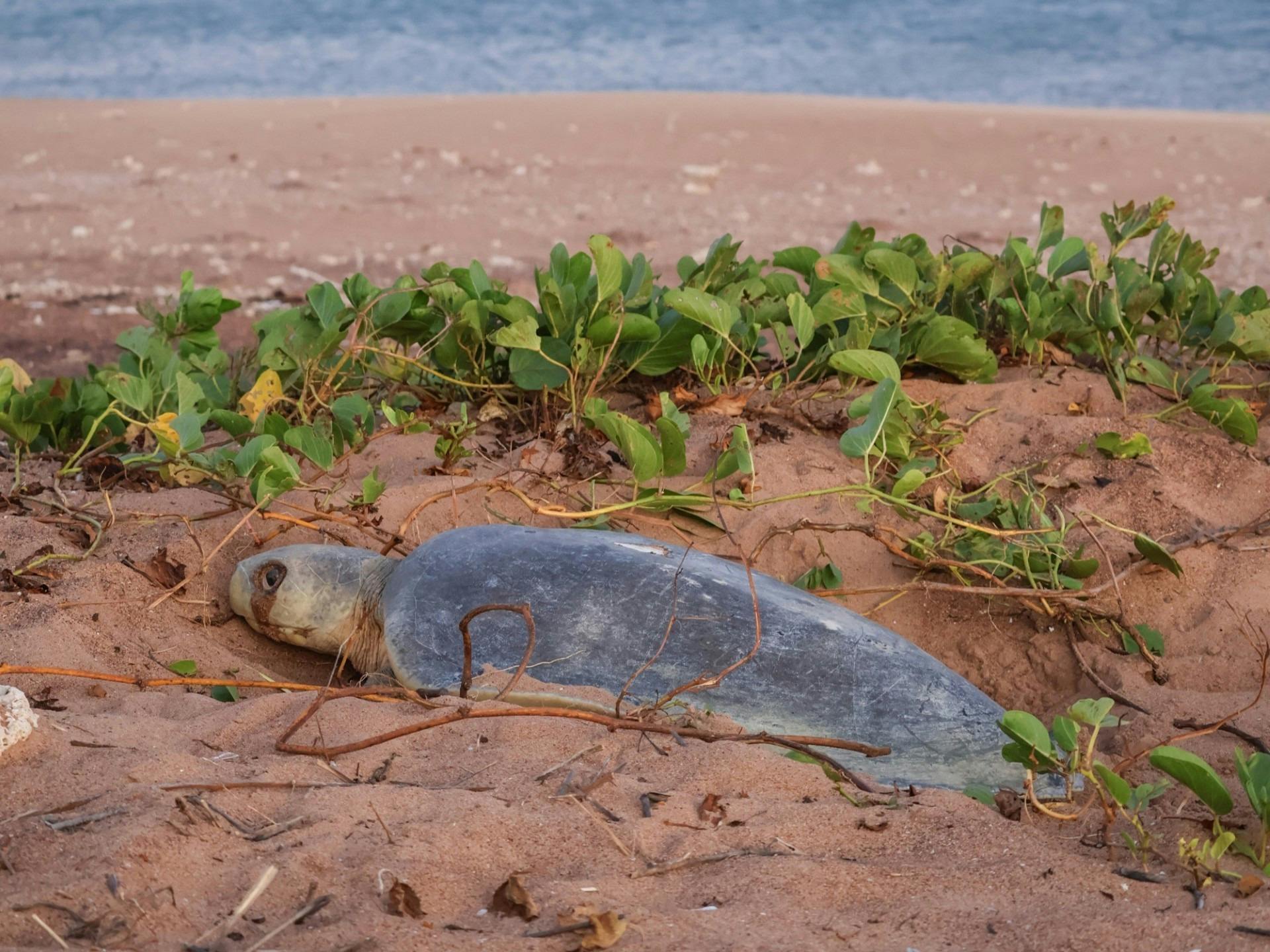 Turtle Nesting Ngulbitjik