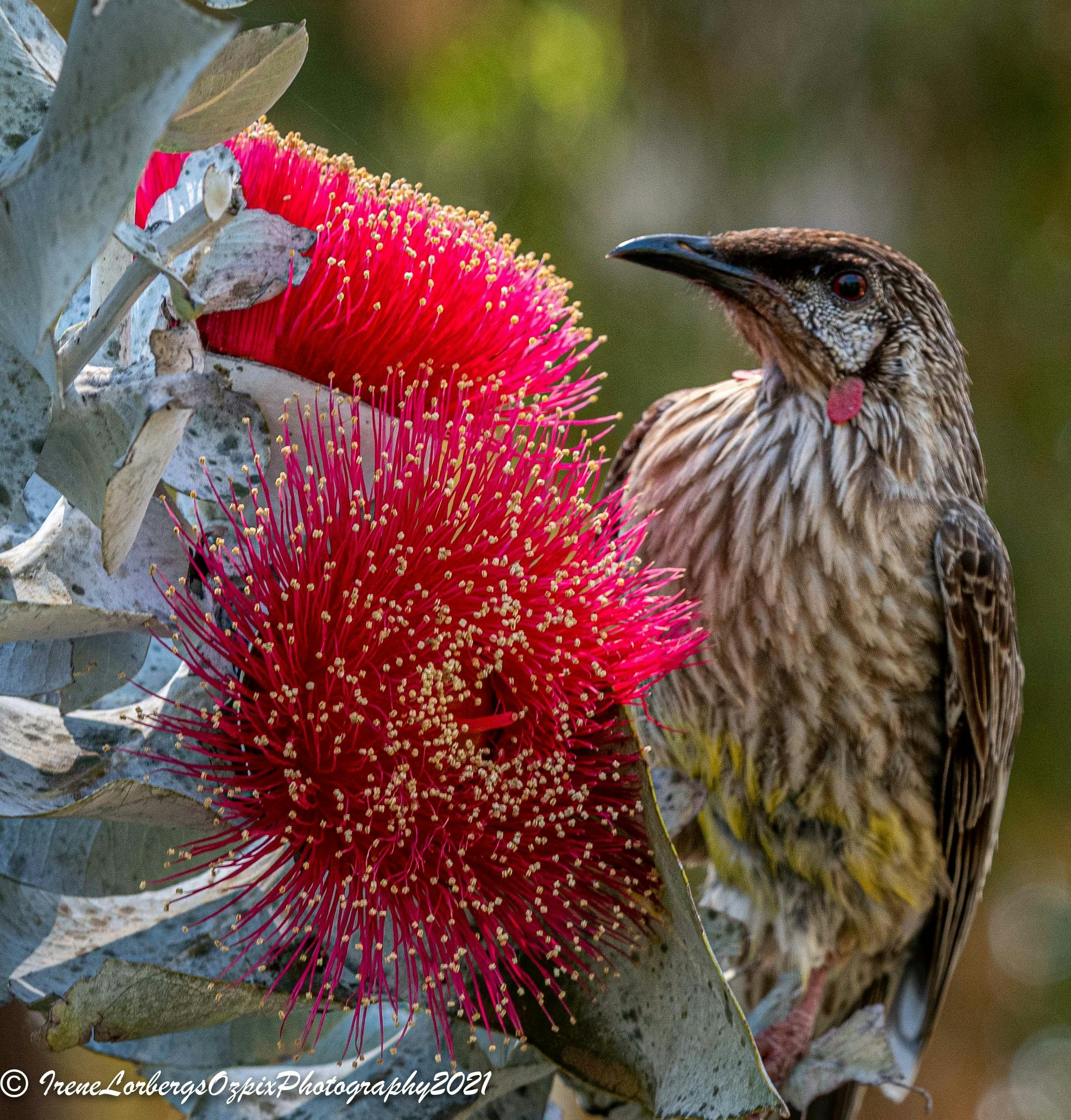 Macrocarpa eucalypt and wattle bird