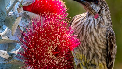 Macrocarpa eucalypt and wattle bird