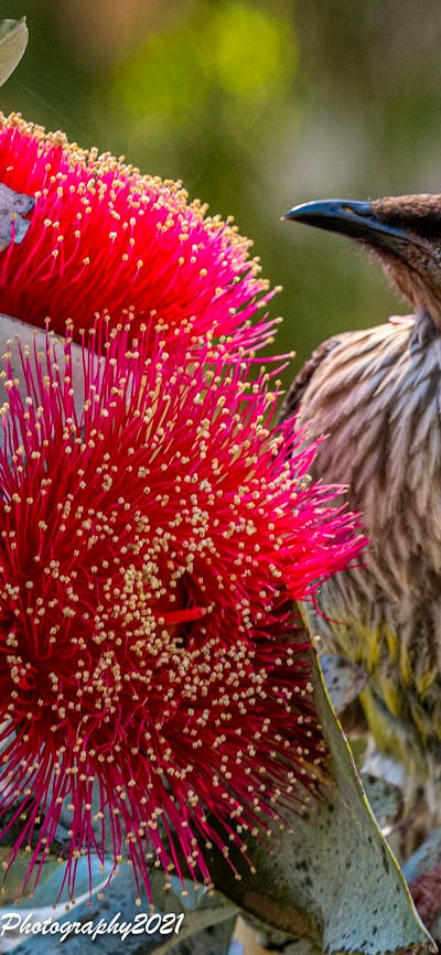 Macrocarpa eucalypt and wattle bird