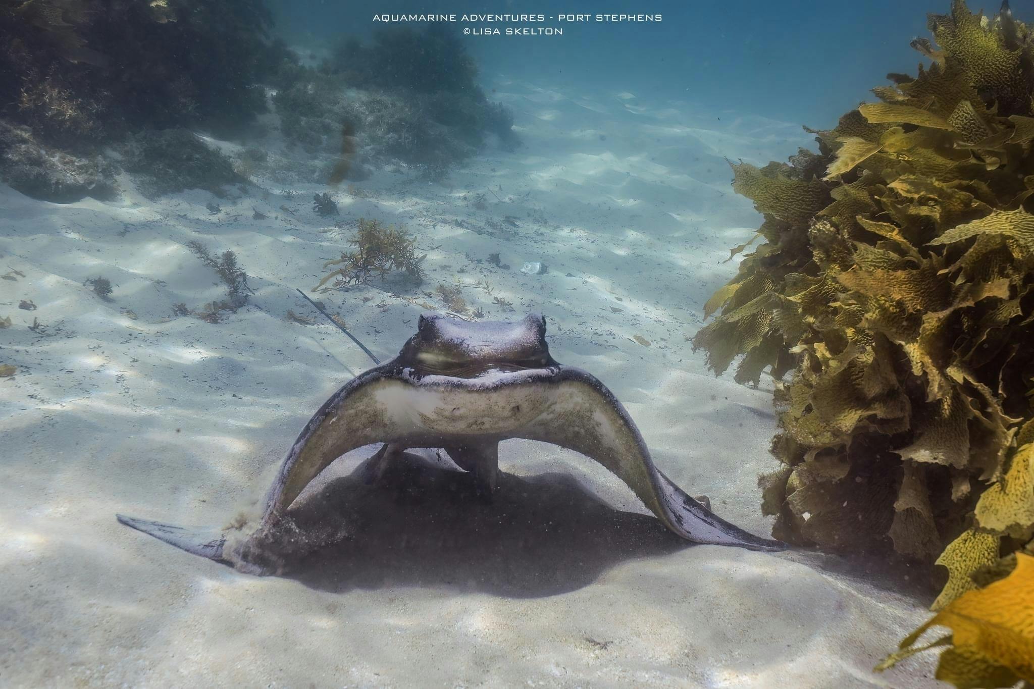 Port Stephens Island Snorkelling 7