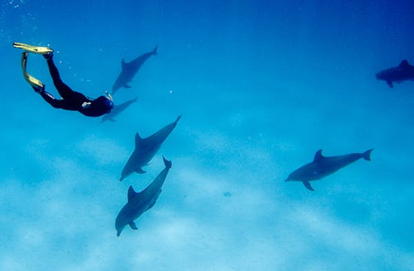 Cocos Dive