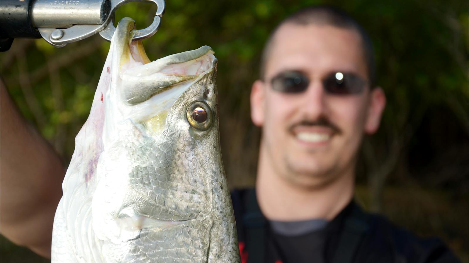 barramundi
