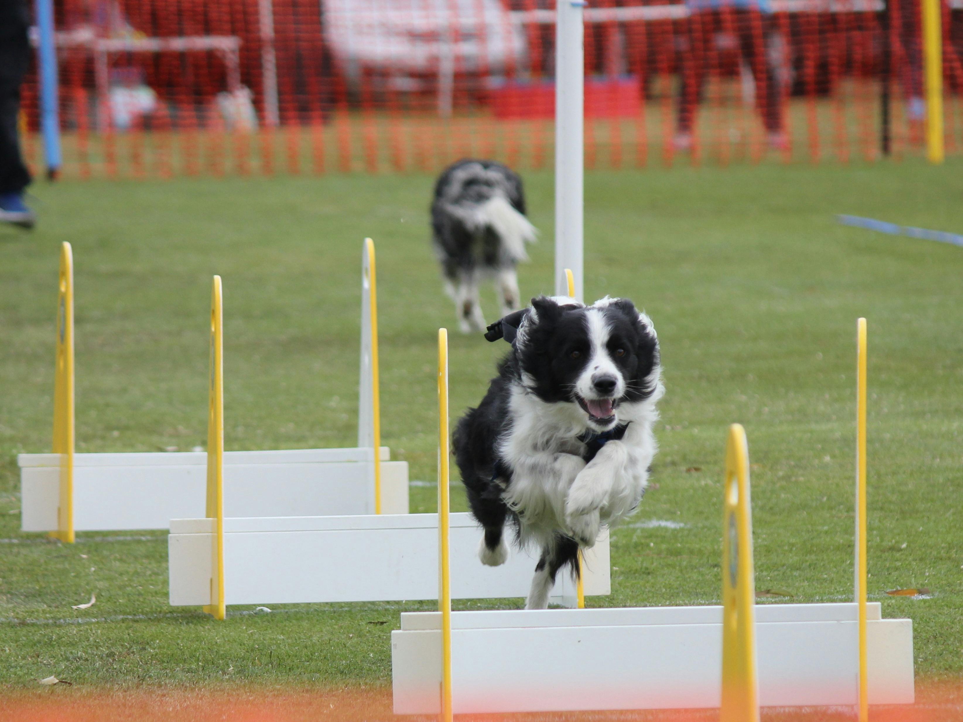 flyball