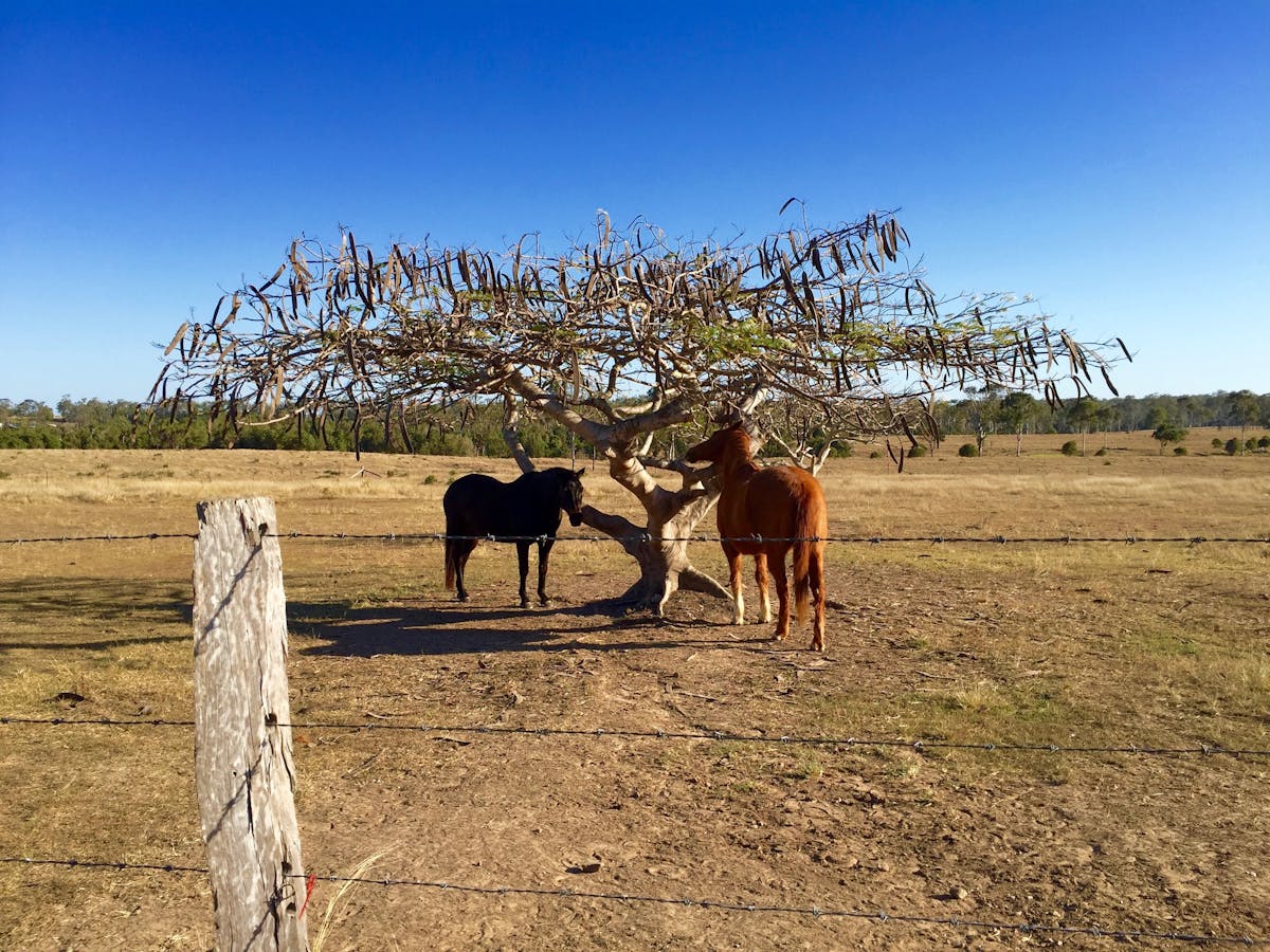 Branyan - Horses Branyan - Horses
