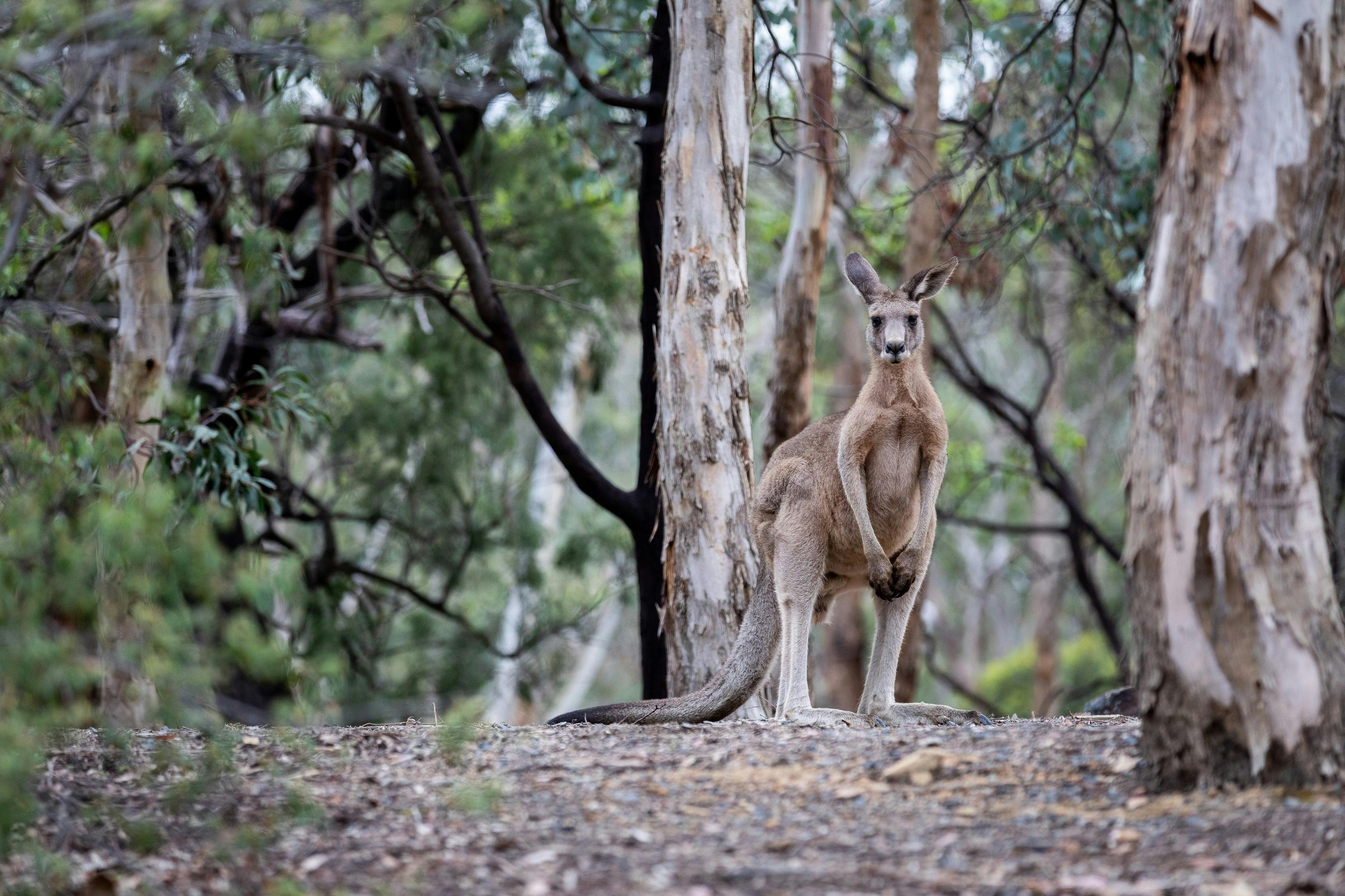 Currawong Bush Park