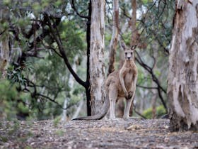 Kangaroo at Currawong Bush Park