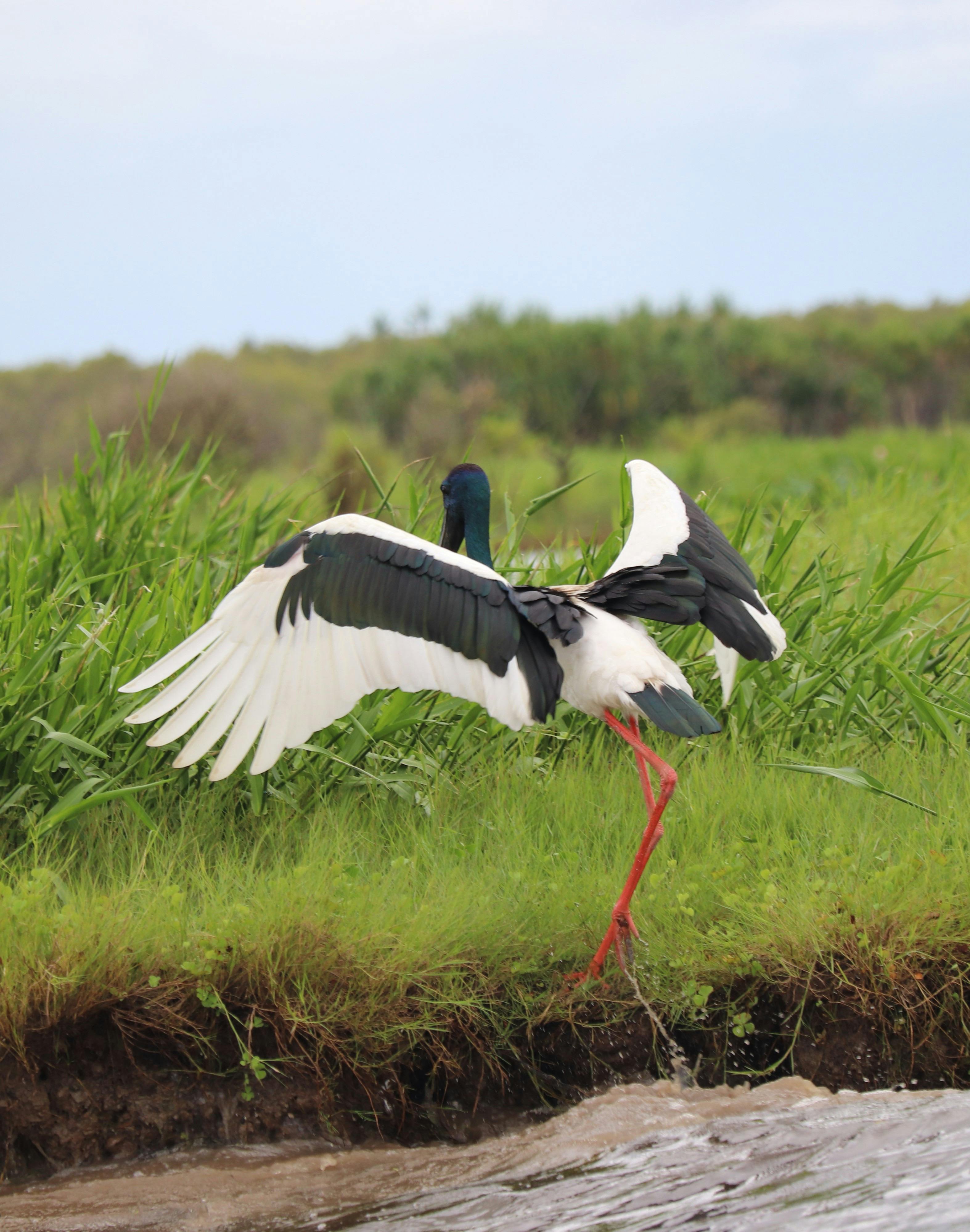 Jabiru at Corroboree Billabong