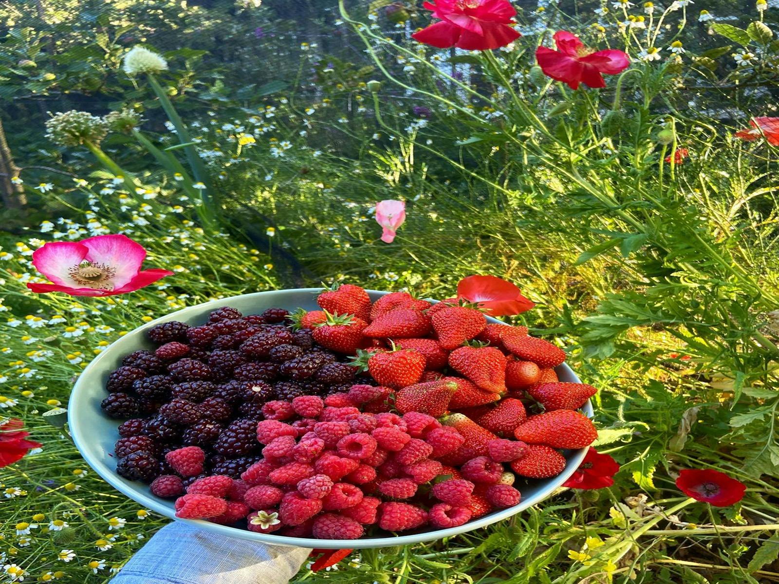 Local Produce - Berries