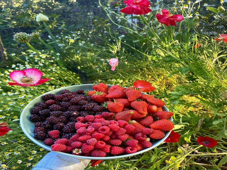Local Produce - Berries