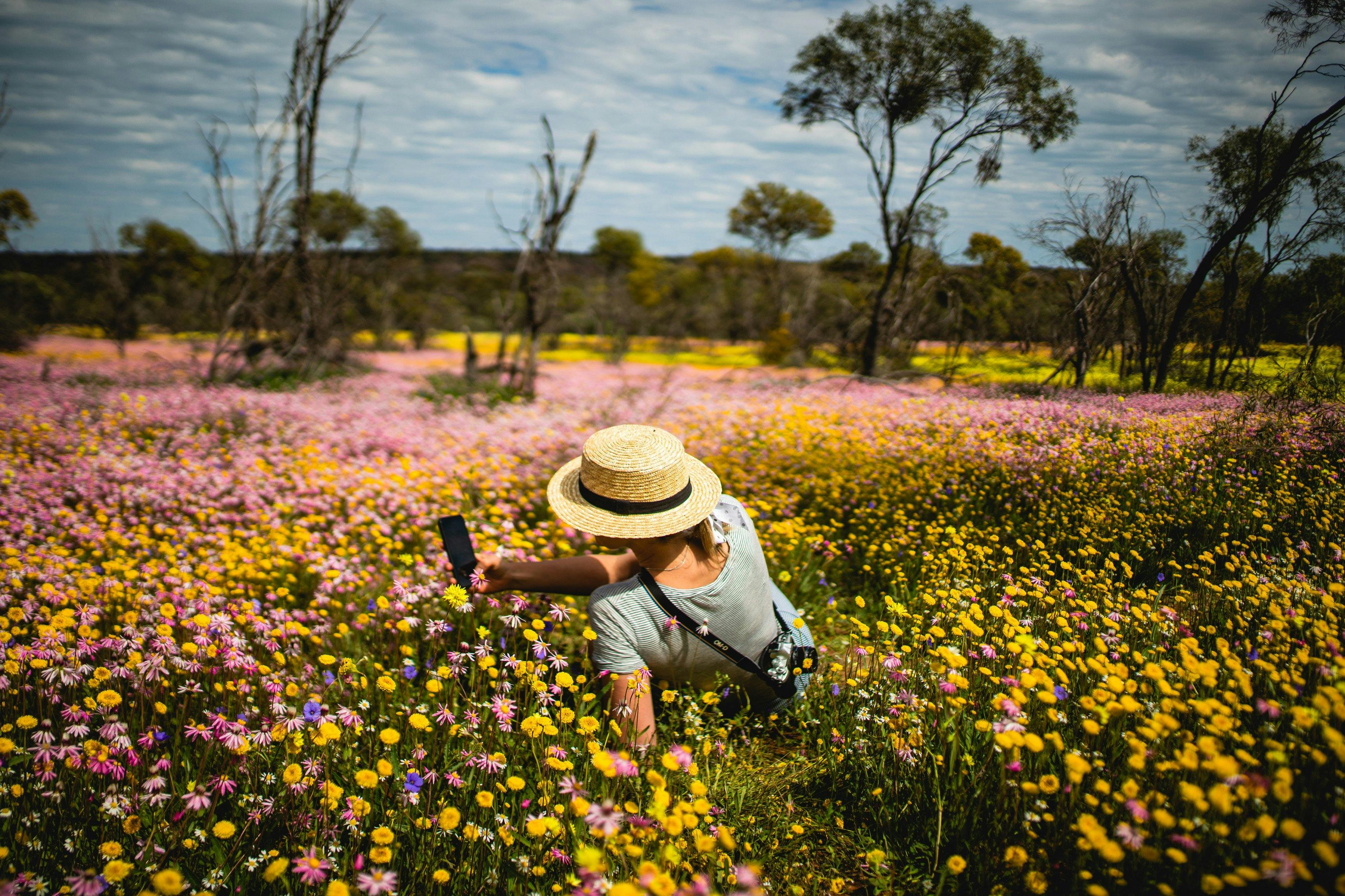 Wildflowers, Coalseam Conservation Park
