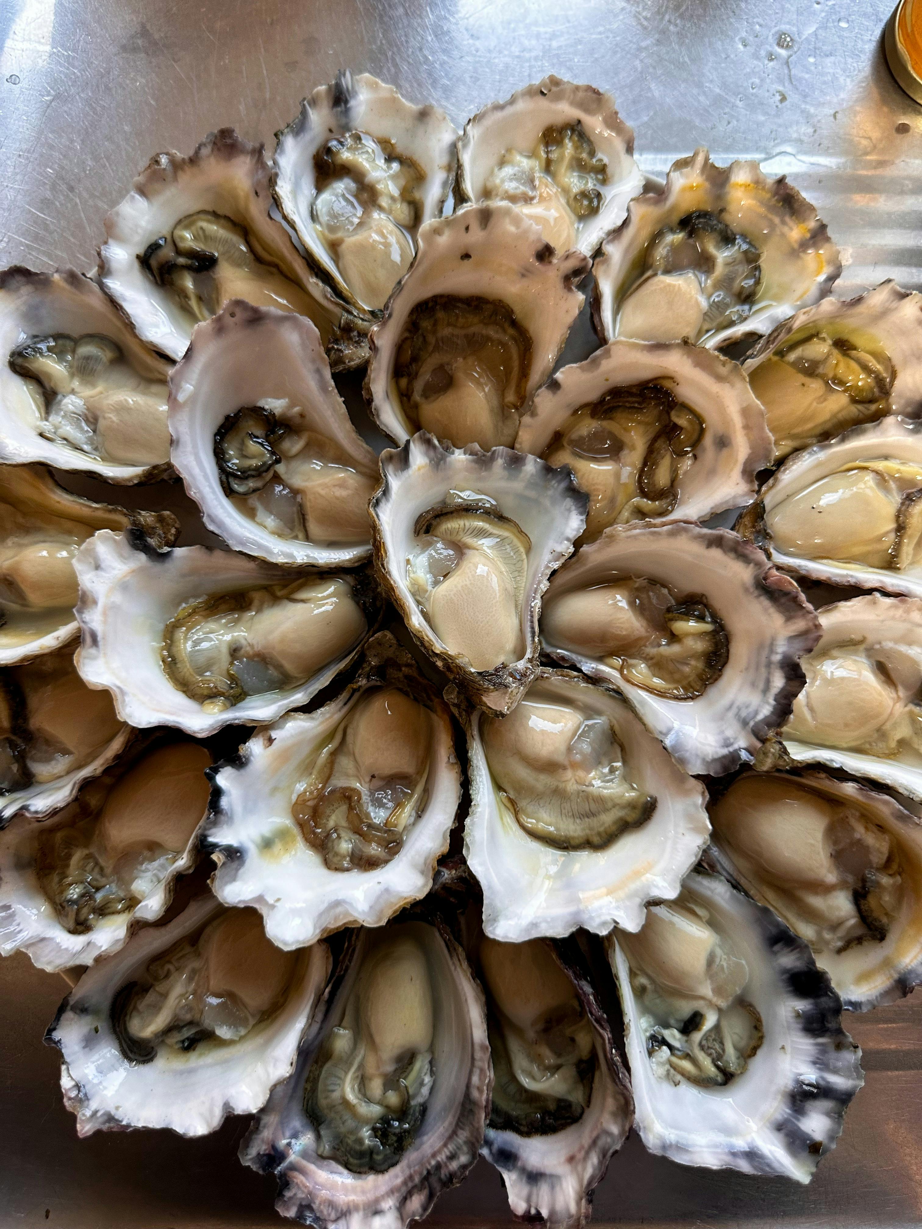 Sydney Rock Oysters