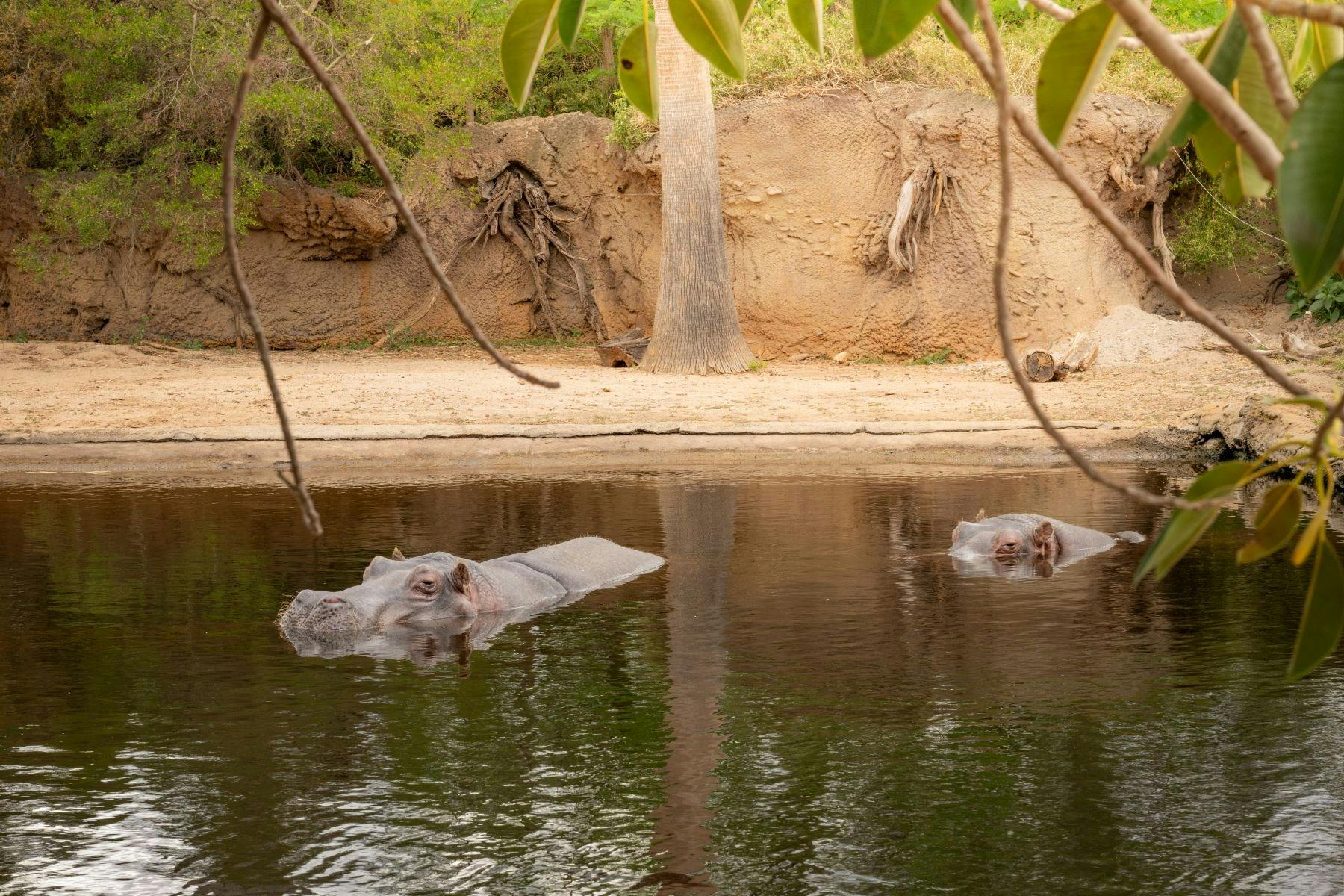 Two hippopotamuses semi-submerged in a water body