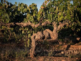 Discover the old vines in our special vineyard sites.
