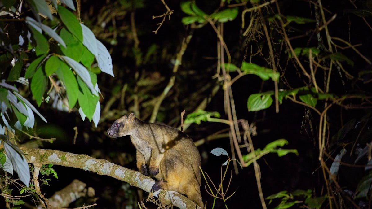 Tree Kangaroo