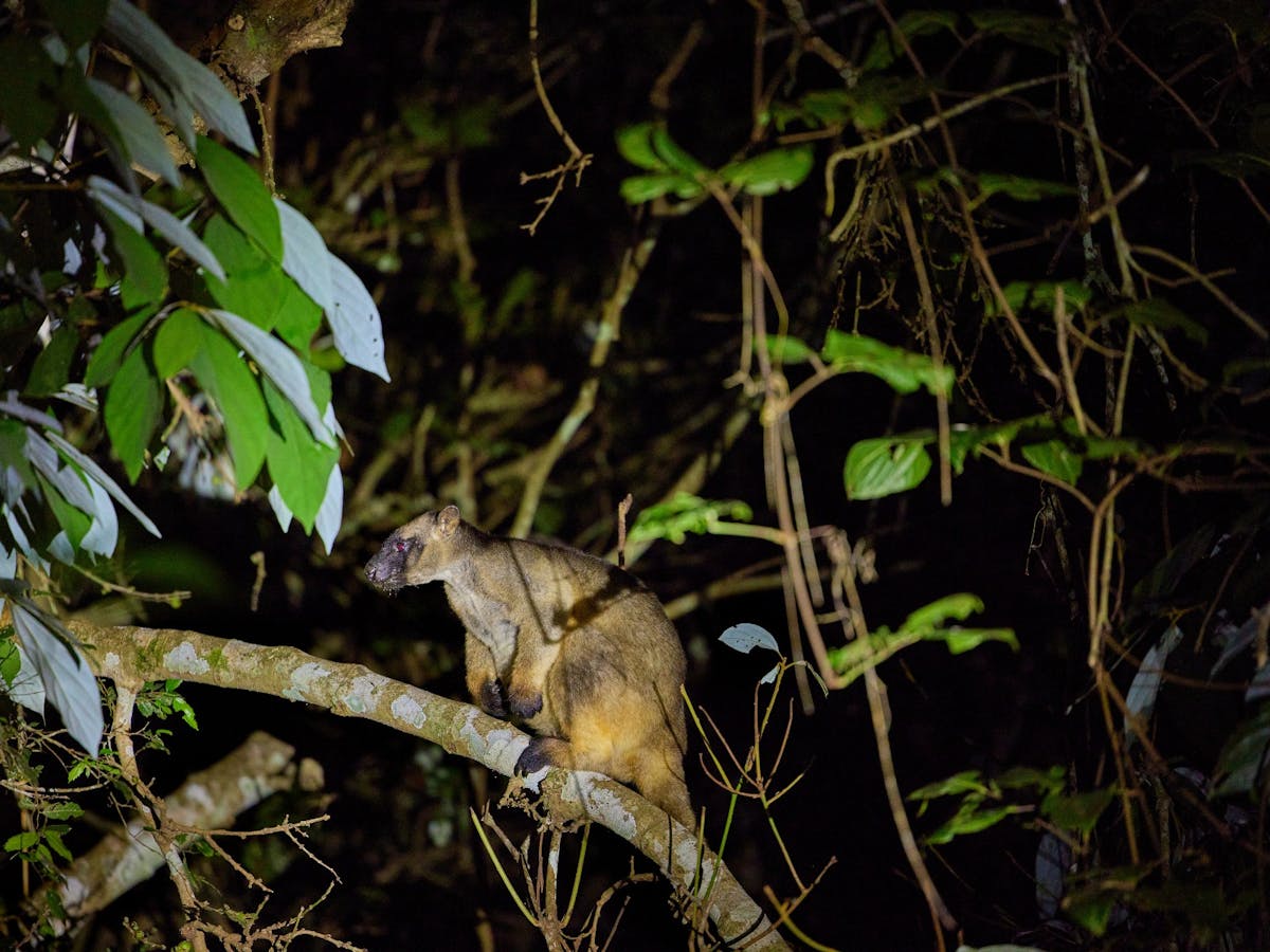 Tree Kangaroo