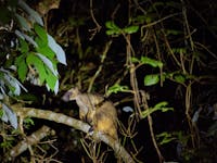 Tree Kangaroo