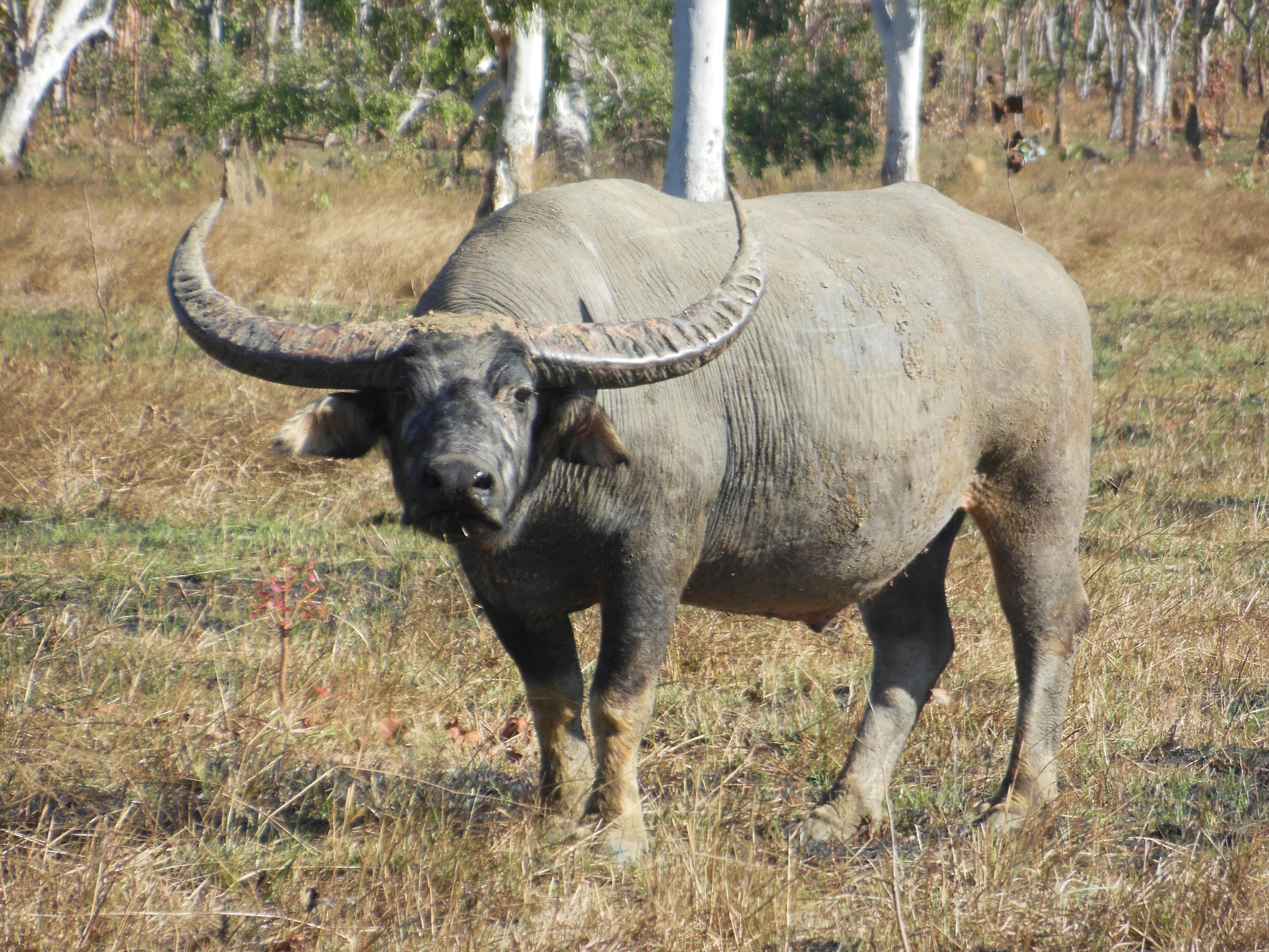Buffalo